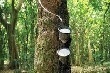 Giá cao su kỳ hạn tại Tokyo ngày 4/8 hồi phục từ mức thấp 3 tuần 